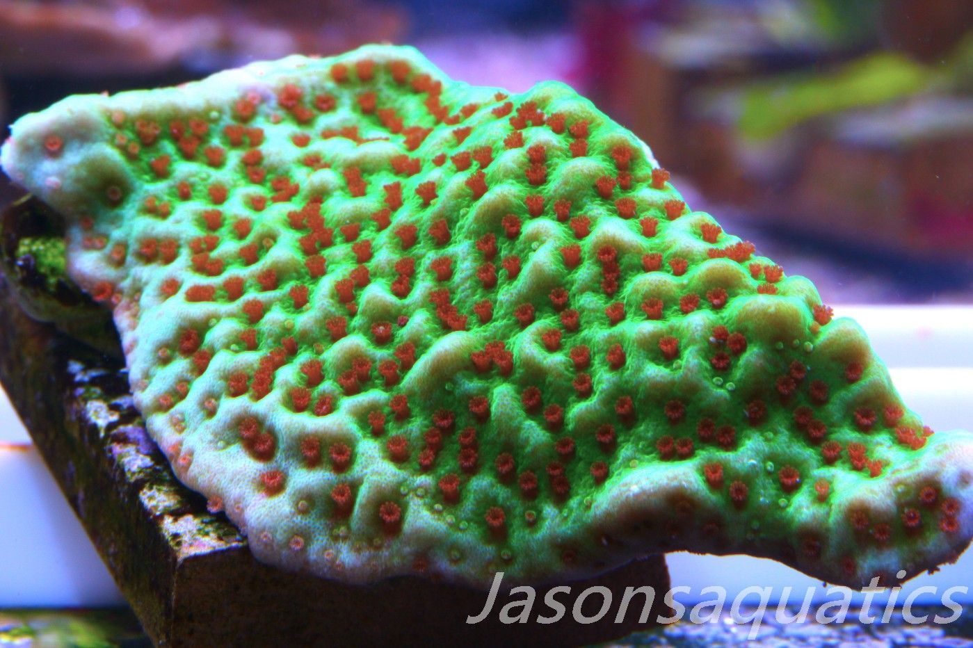 Montipora,Grinch montipora Red polyps,Frag A
