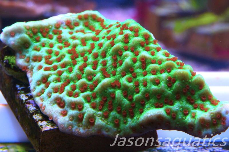 Montipora,Grinch montipora Red polyps,Frag A