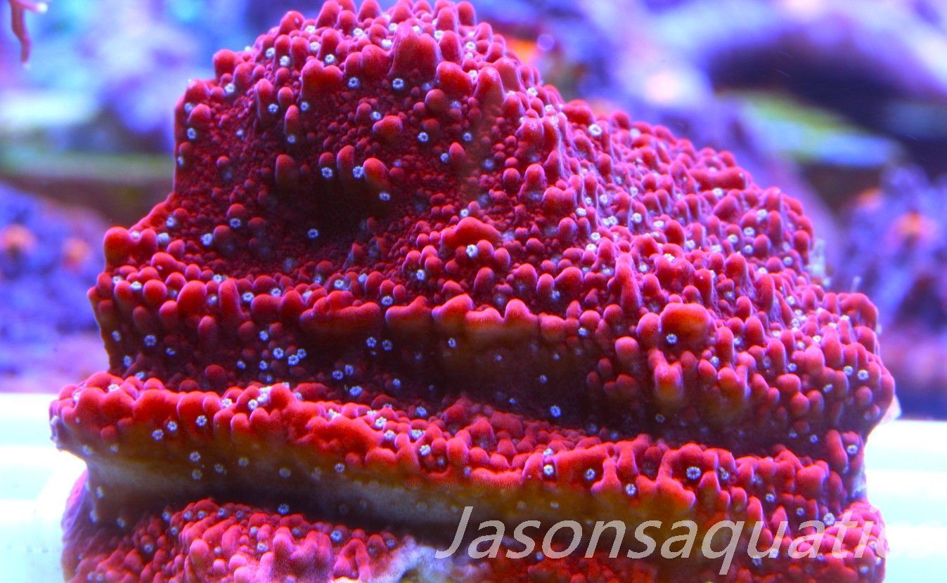 Montipora Snow Cap Frag D