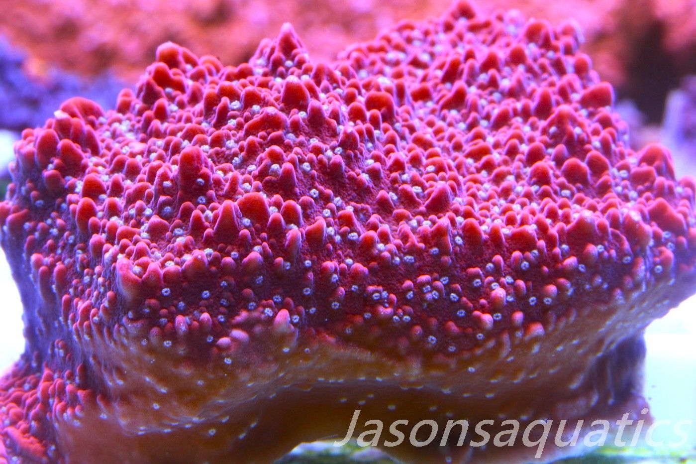 Montipora Snow Cap Frag D