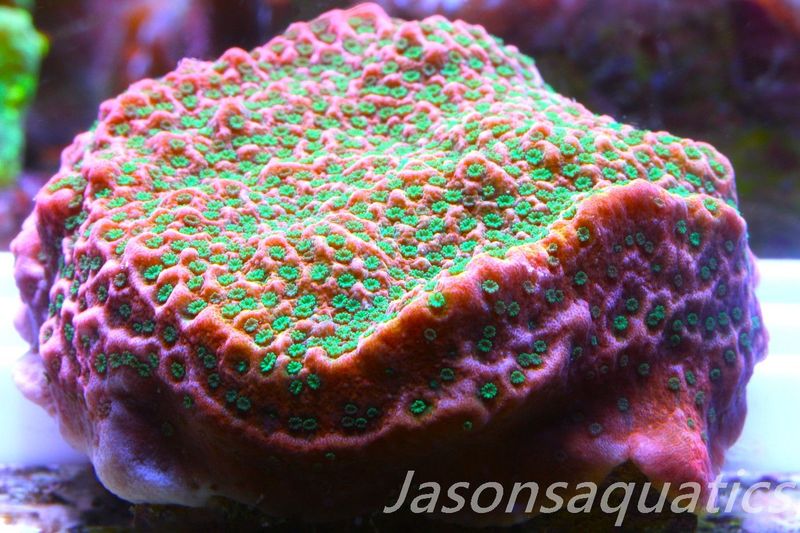 Montipora Tropic Thunder Frag B