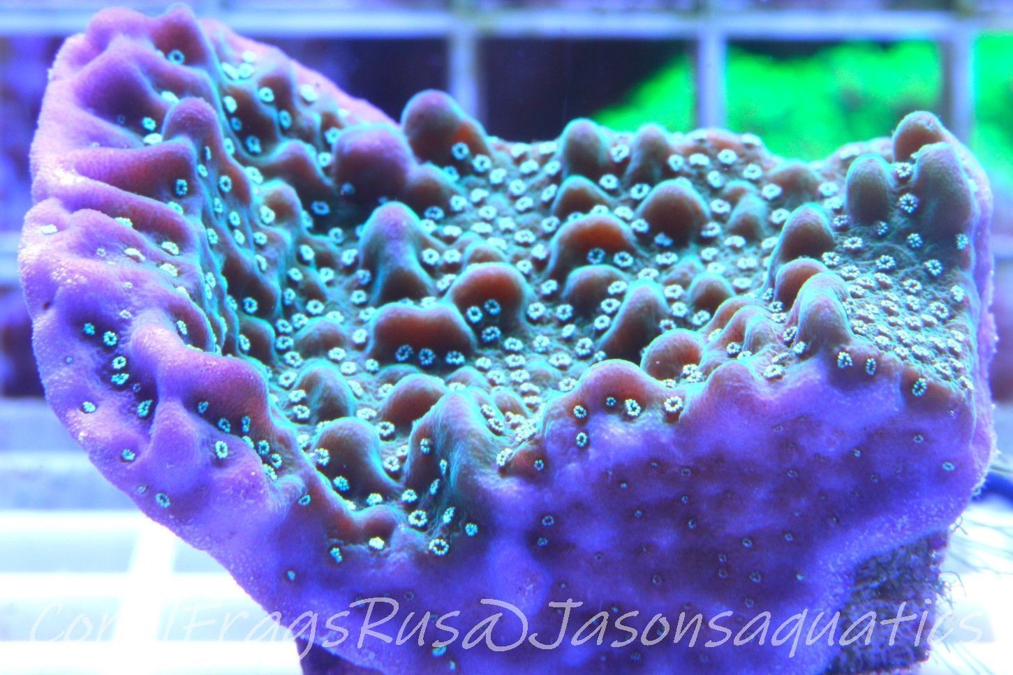 Montipora, True Undata Frag B