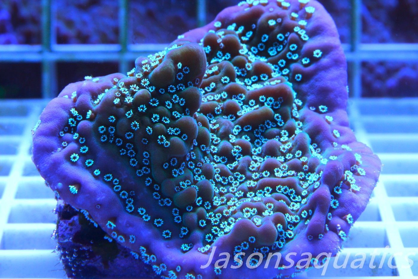 Montipora, True Undata Frag E