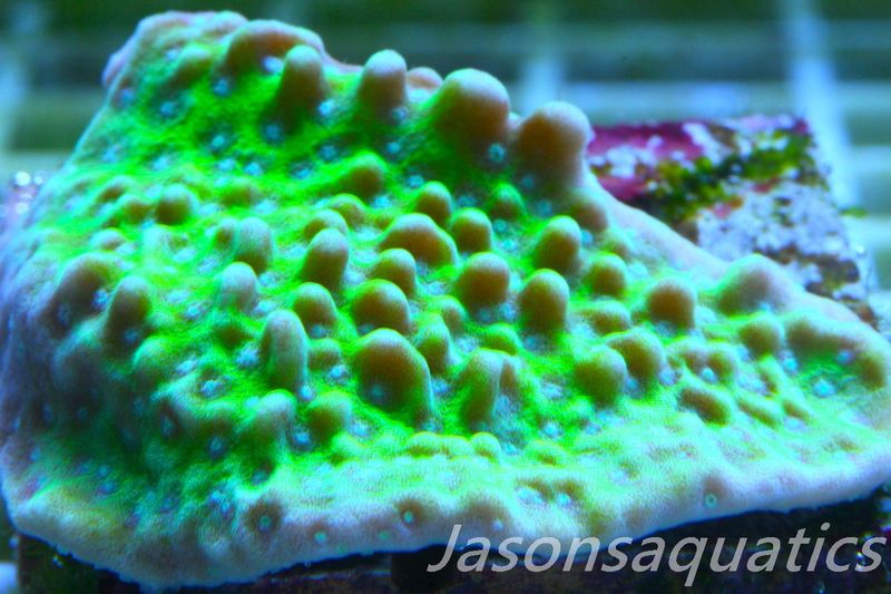 Montipora Undata Morph Frag C