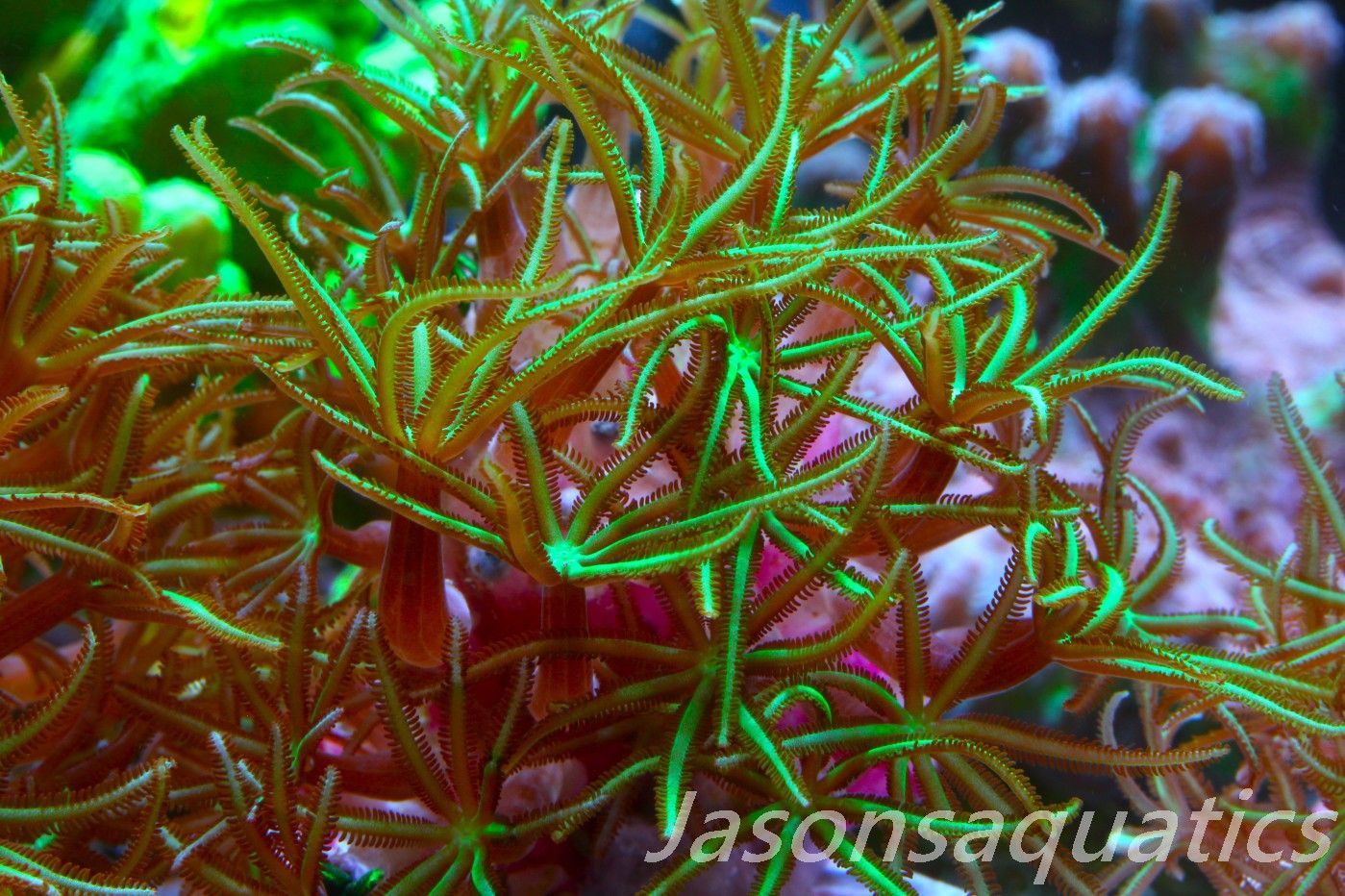 Organ Pipe Coral (Tubipora Musica) Frag C Organ Pipe Coral (Tubipora Musica) Frag C