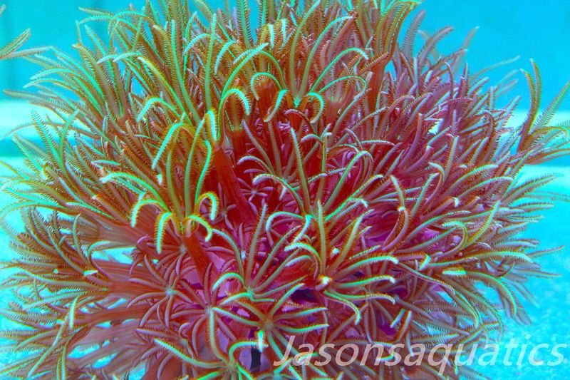 Organ Pipe Coral (Tubipora Musica) Frag C