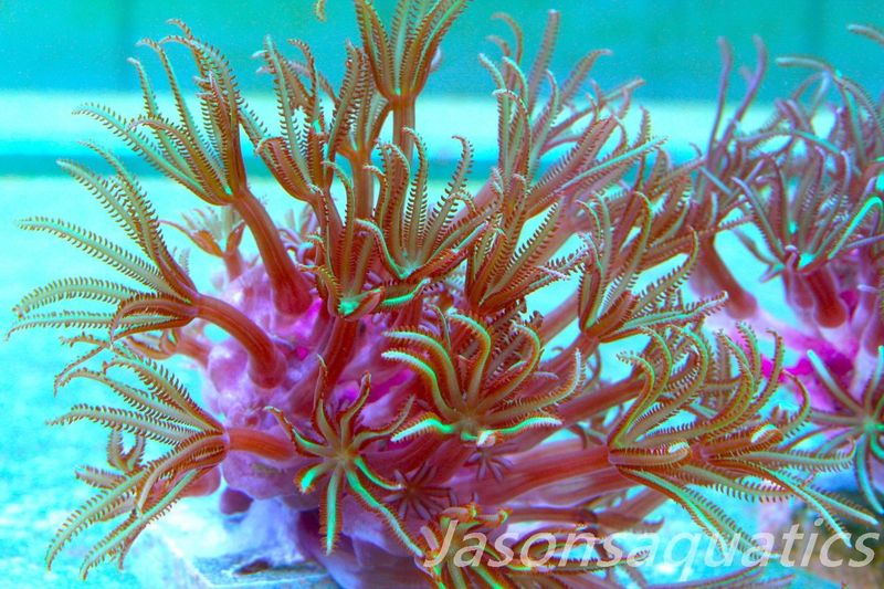 Organ Pipe Coral (Tubipora Musica) Frag E