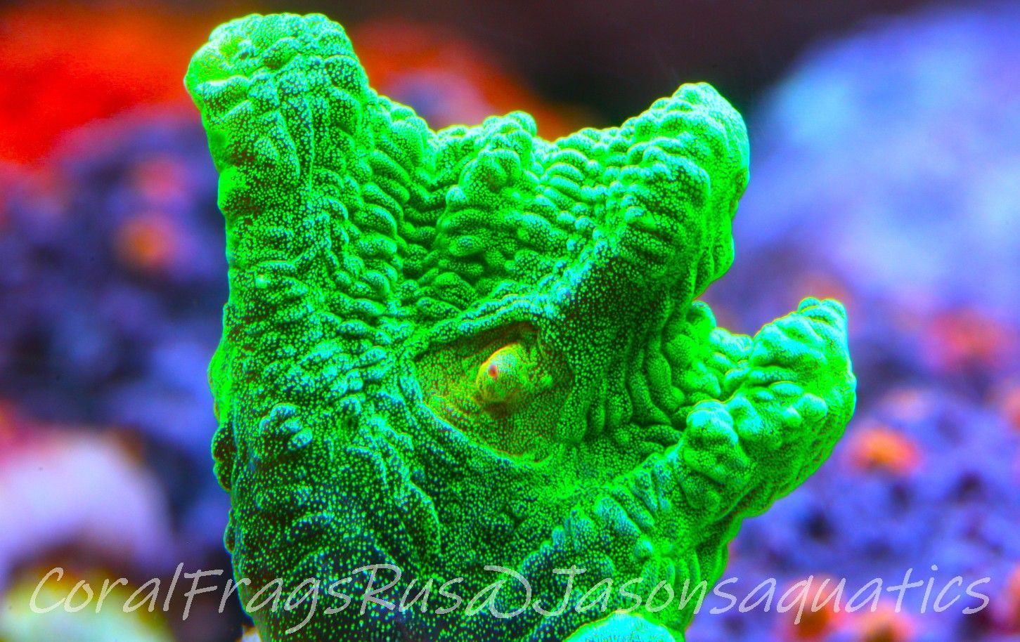 Pectinia, True WWC Space Invader Frag B