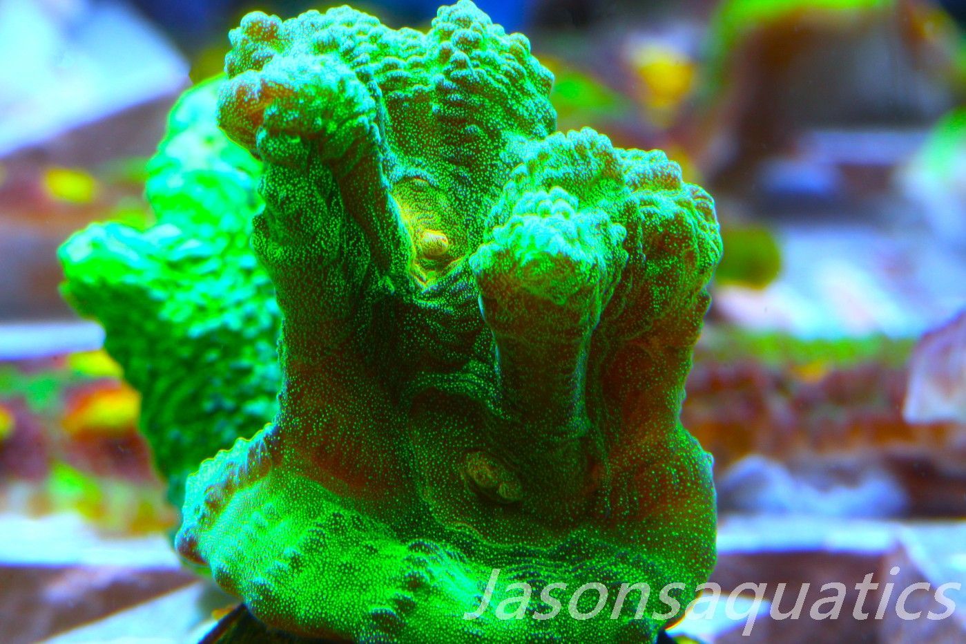 Pectinia, True WWC Space Invader Frag B