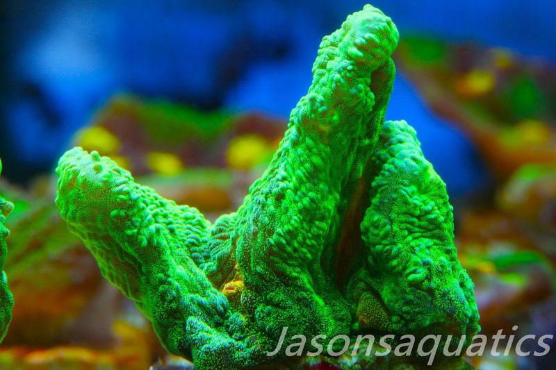 Pectinia, True WWC Space Invader Frag B