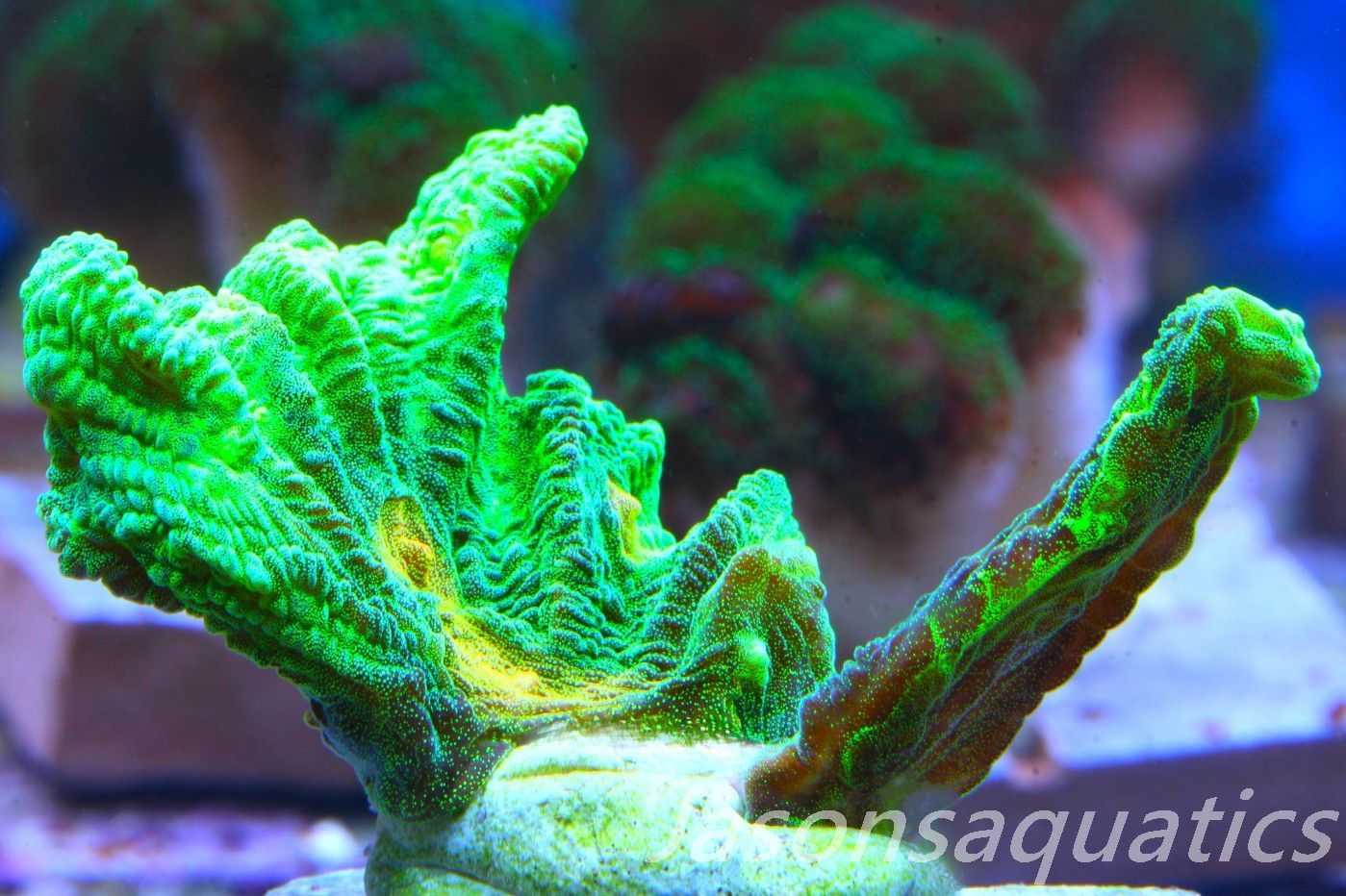 Pectinia, True WWC Space Invader Frag B