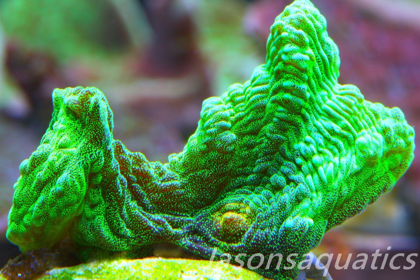 Pectinia, True WWC Space Invader Frag B