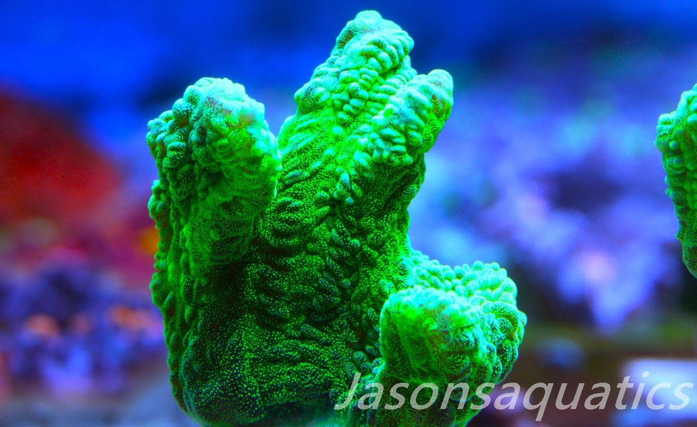 Pectinia, True WWC Space Invader Frag E