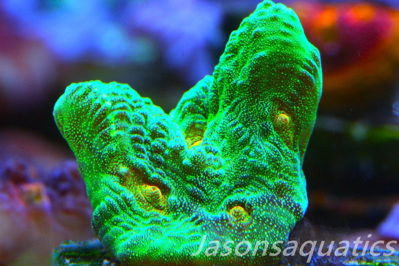 Pectinia, True WWC Space Invader Frag E