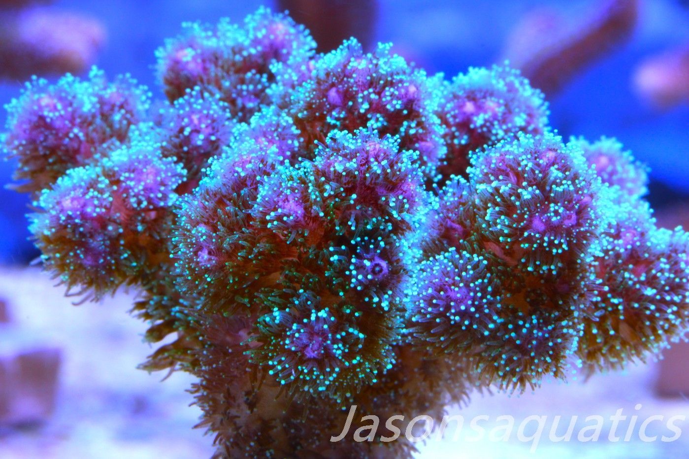 Pocillopora Rainbow Frag A