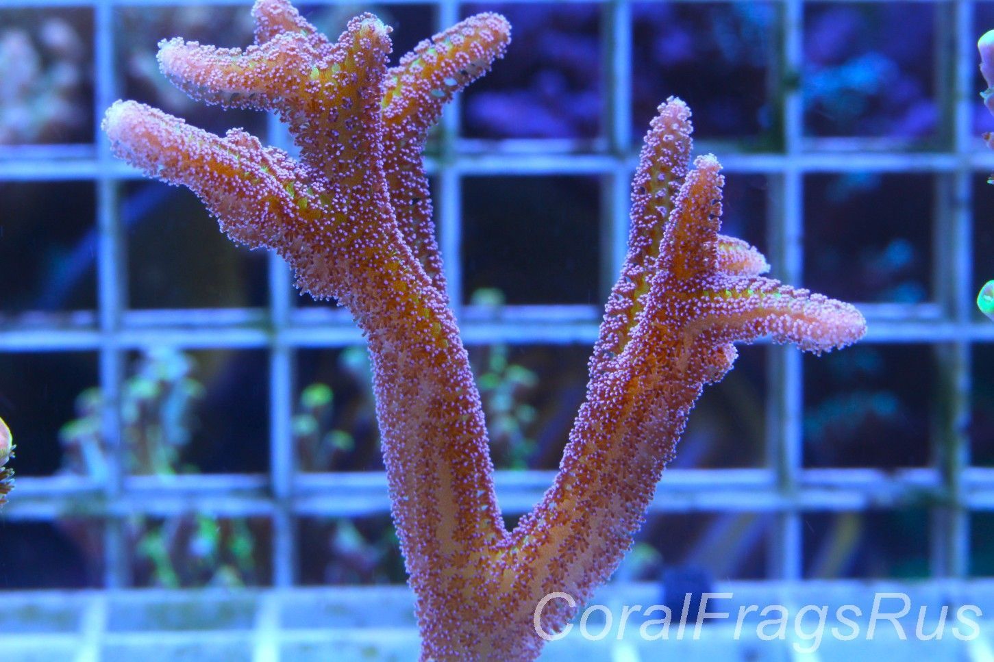 Seriatopora Caliendrum, Bird of Paradise Frag C