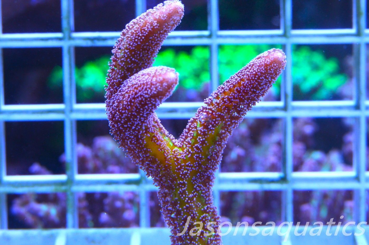 Seriatopora Caliendrum, Bird of Paradise Frag C Seriatopora Caliendrum, Bird of Paradise Frag C