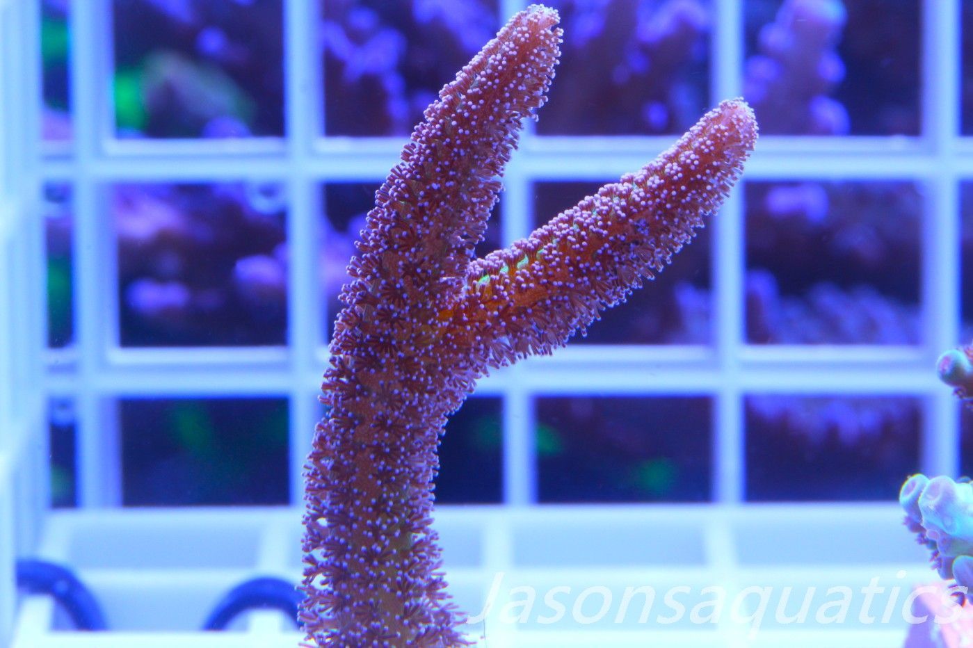 Seriatopora Caliendrum, Bird of Paradise Frag C Seriatopora Caliendrum, Bird of Paradise Frag C
