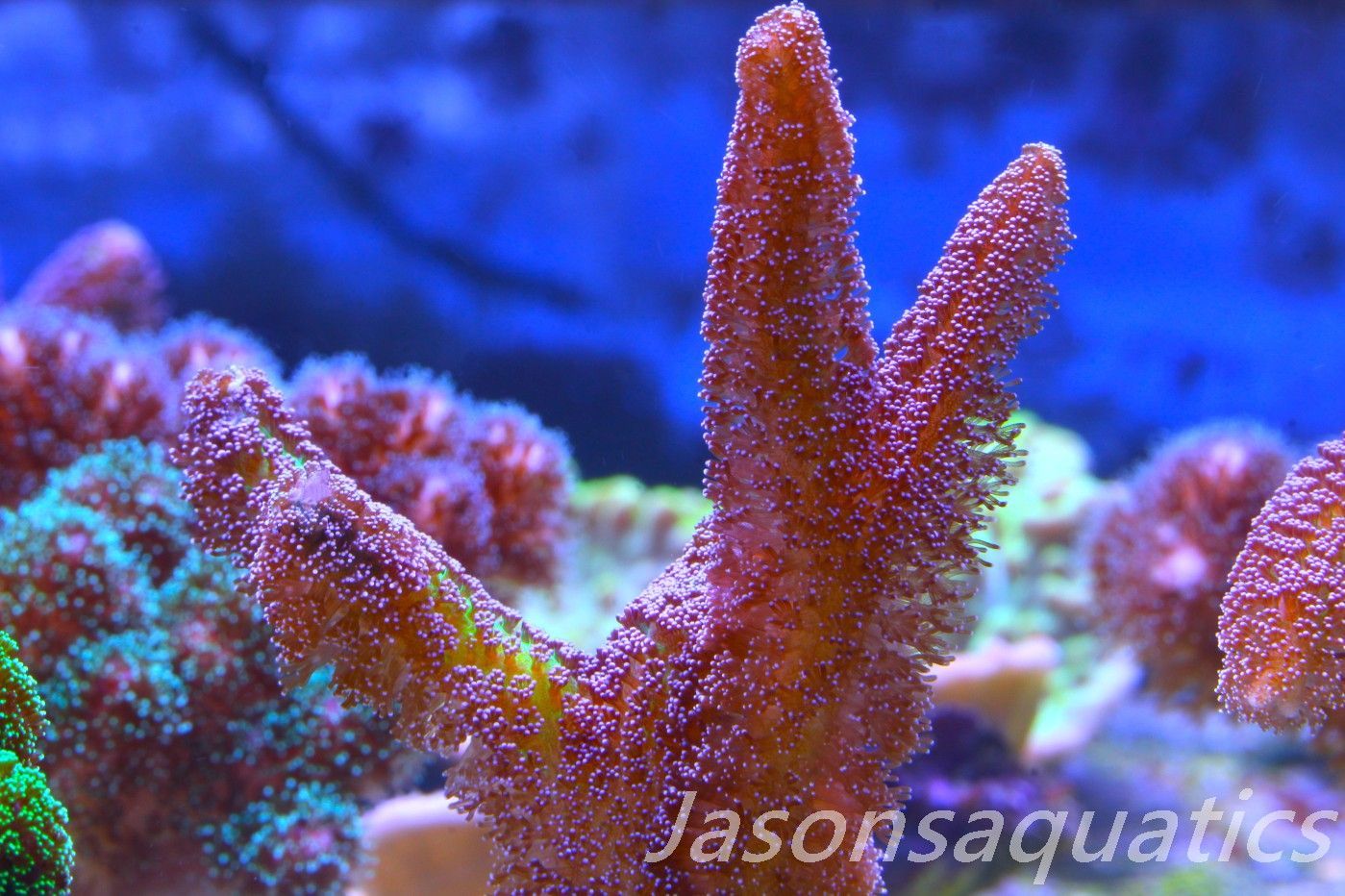 Seriatopora Caliendrum, Bird of Paradise Frag C Seriatopora Caliendrum, Bird of Paradise Frag C