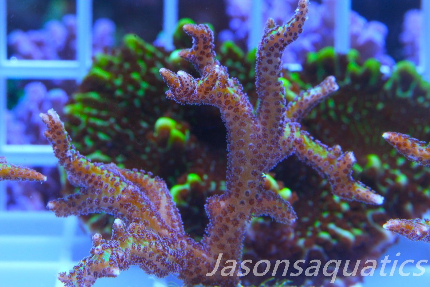 Seriatopora Lime Berry Hystrix (Birds Nest) Frag B Seriatopora Lime Berry Hystrix (Birds Nest) Frag B