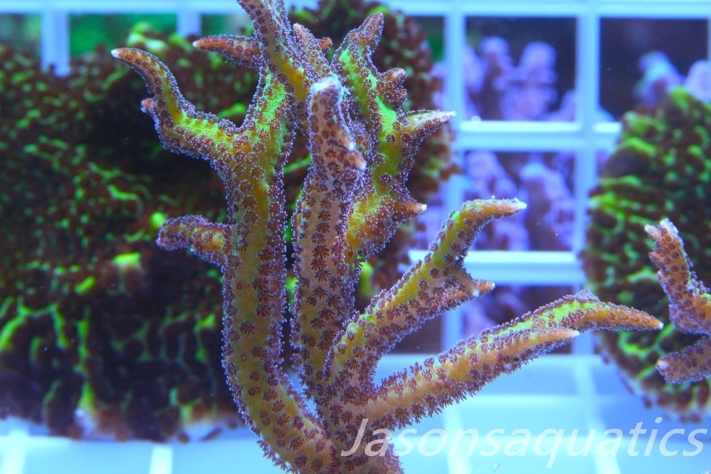 Seriatopora Lime Berry Hystrix (Birds Nest) Frag C Seriatopora Lime Berry Hystrix (Birds Nest) Frag C