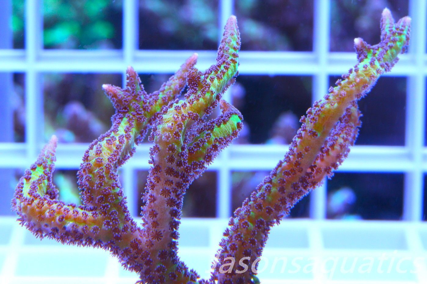 Seriatopora Lime Berry Hystrix (Birds Nest) Frag C Seriatopora Lime Berry Hystrix (Birds Nest) Frag C