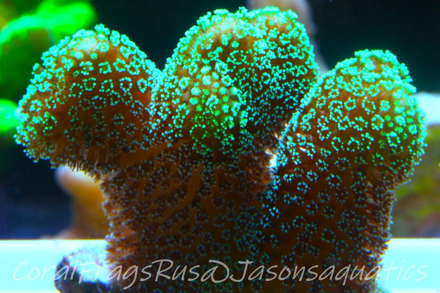 Stylophora, Fiber Optic Stylo Frag B