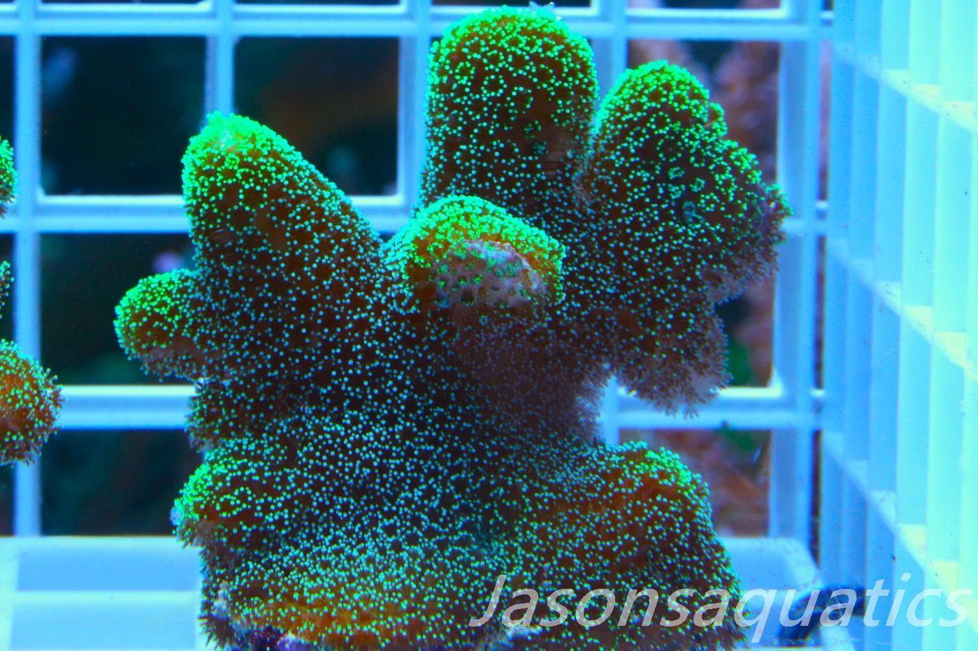 Stylophora, Fiber Optic Stylo Frag B Stylophora, Fiber Optic Stylo Frag B