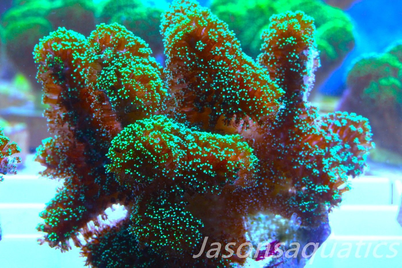 Stylophora, Fiber Optic Stylo (Large Frag) Frag B Stylophora, Fiber Optic Stylo (Large Frag) Frag B