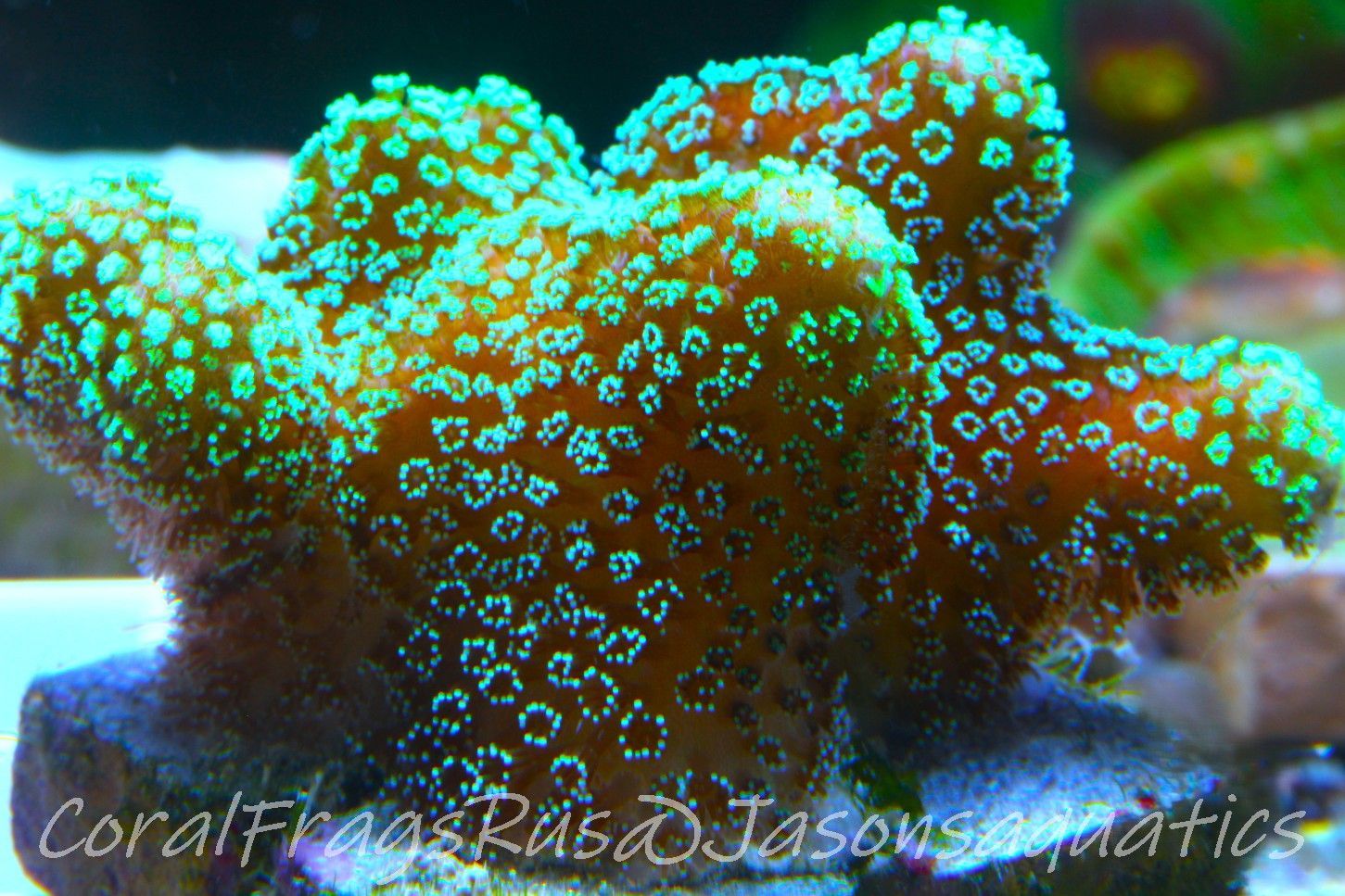 Stylophora, Fiber Optic Stylo Frag C