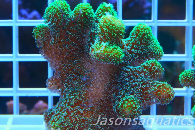Stylophora, Fiber Optic Stylo Frag C