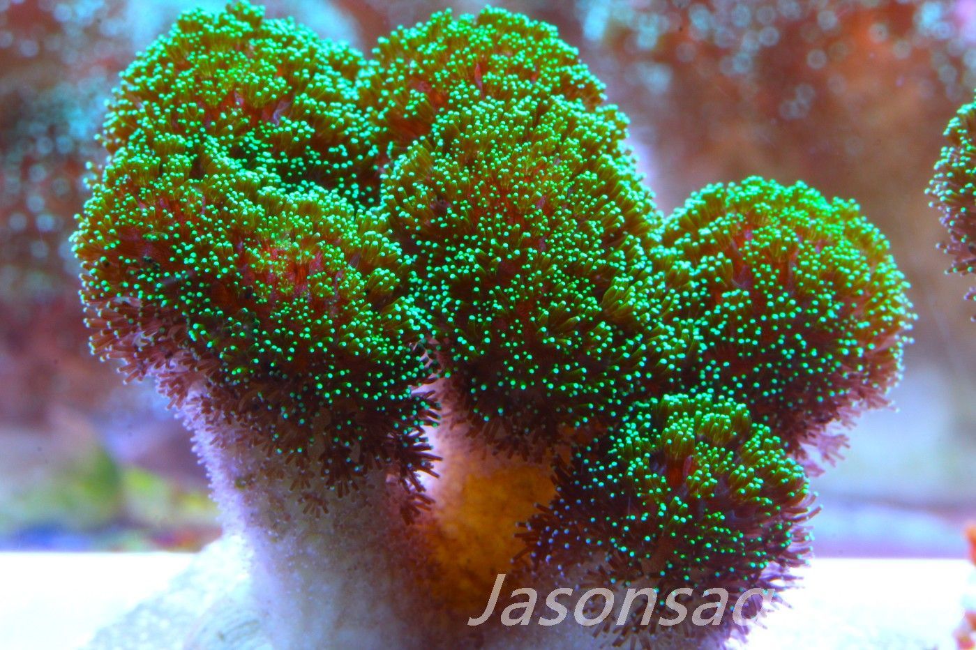 Stylophora, Green with Pinkish Body Frag C Stylophora, Green with Pinkish Body Frag C