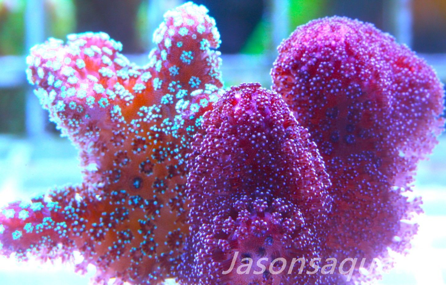 Stylophora Mix Frag C