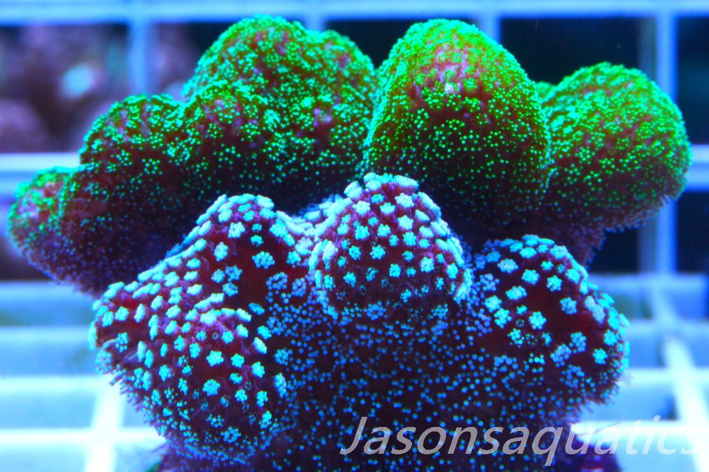 Stylophora Mix,Micro colony, Frag C