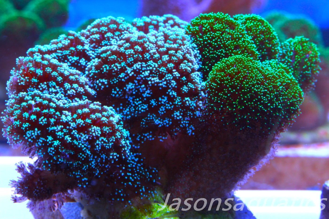 Stylophora Mix Frag C Stylophora Mix Frag C