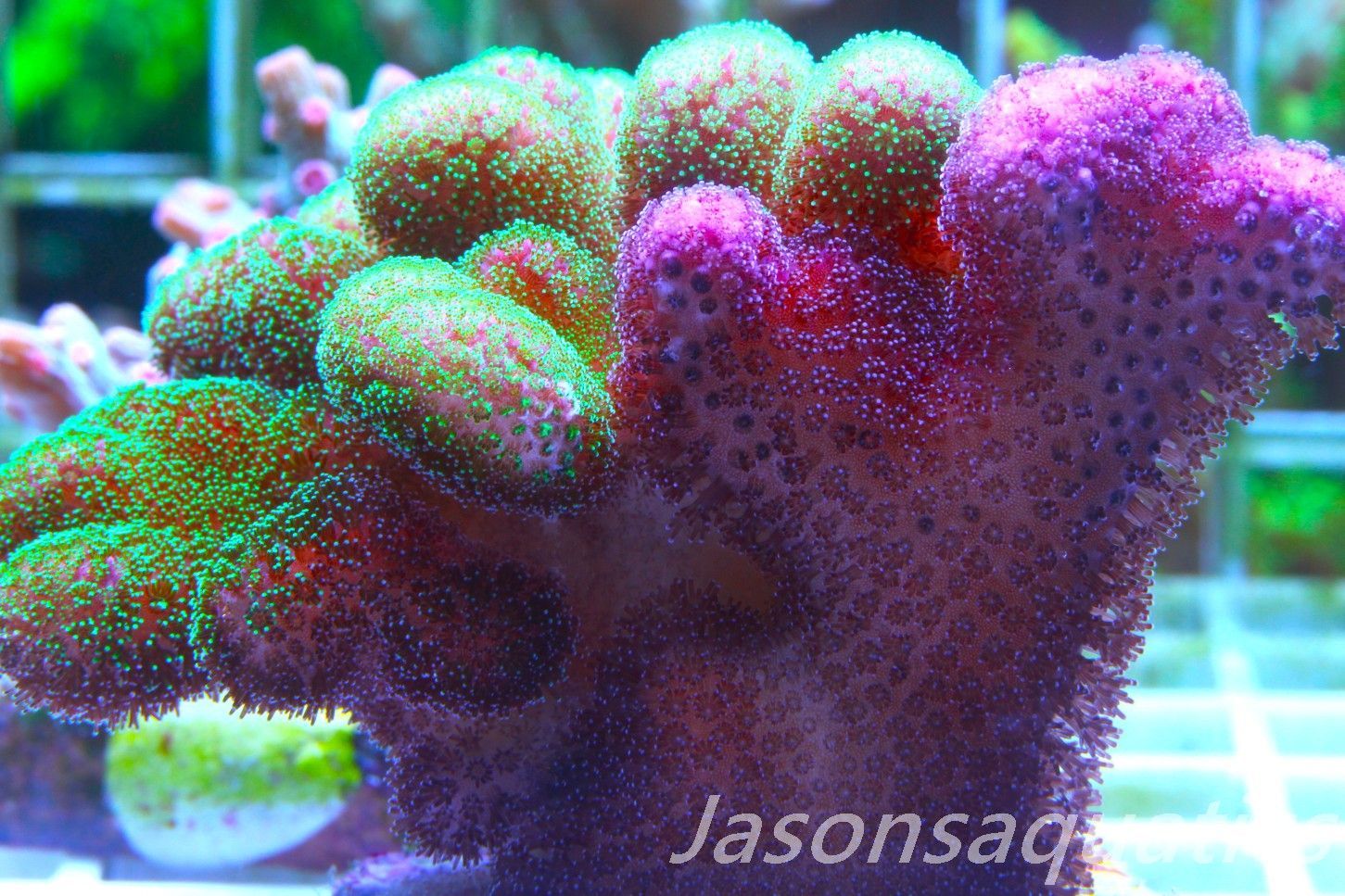 Stylophora Mix Frag D