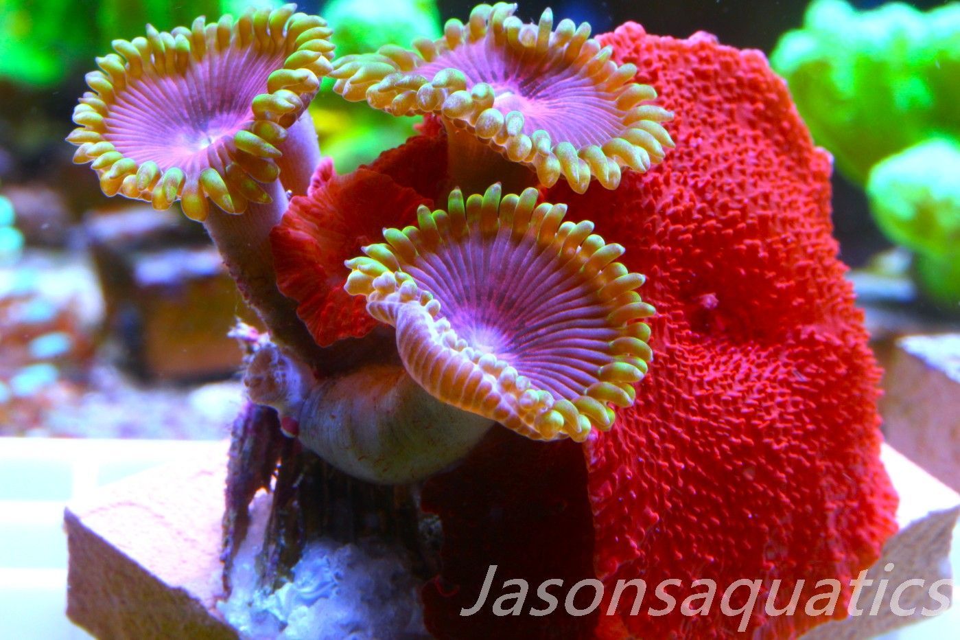 Zoanthid, Mushroom Mix, Fake Lime Chilli, Blood Red Discosoma Frag B Zoanthid, Mushroom Mix, Fake Lime Chilli, Blood Red Discosoma Frag B