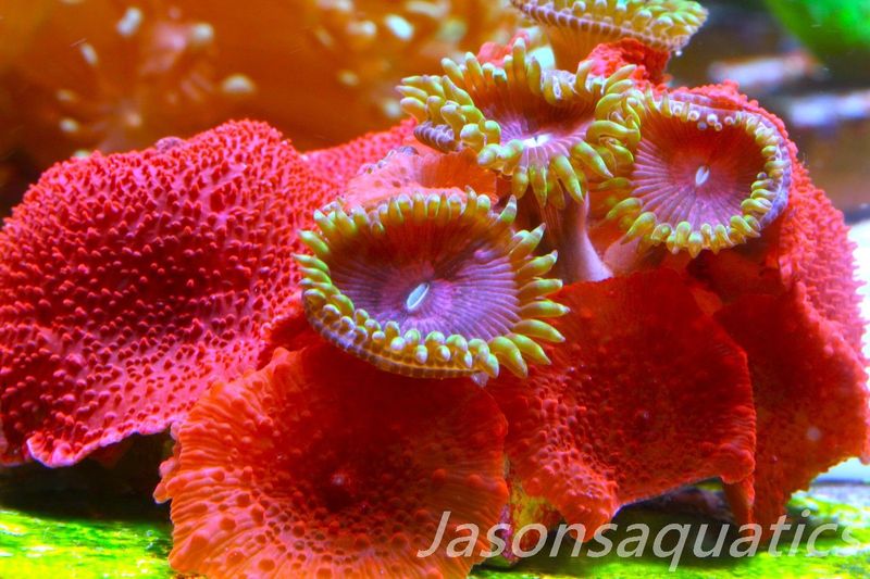 Zoanthid, Mushroom Mix, Fake Lime Chilli, Blood Red Discosoma Frag C