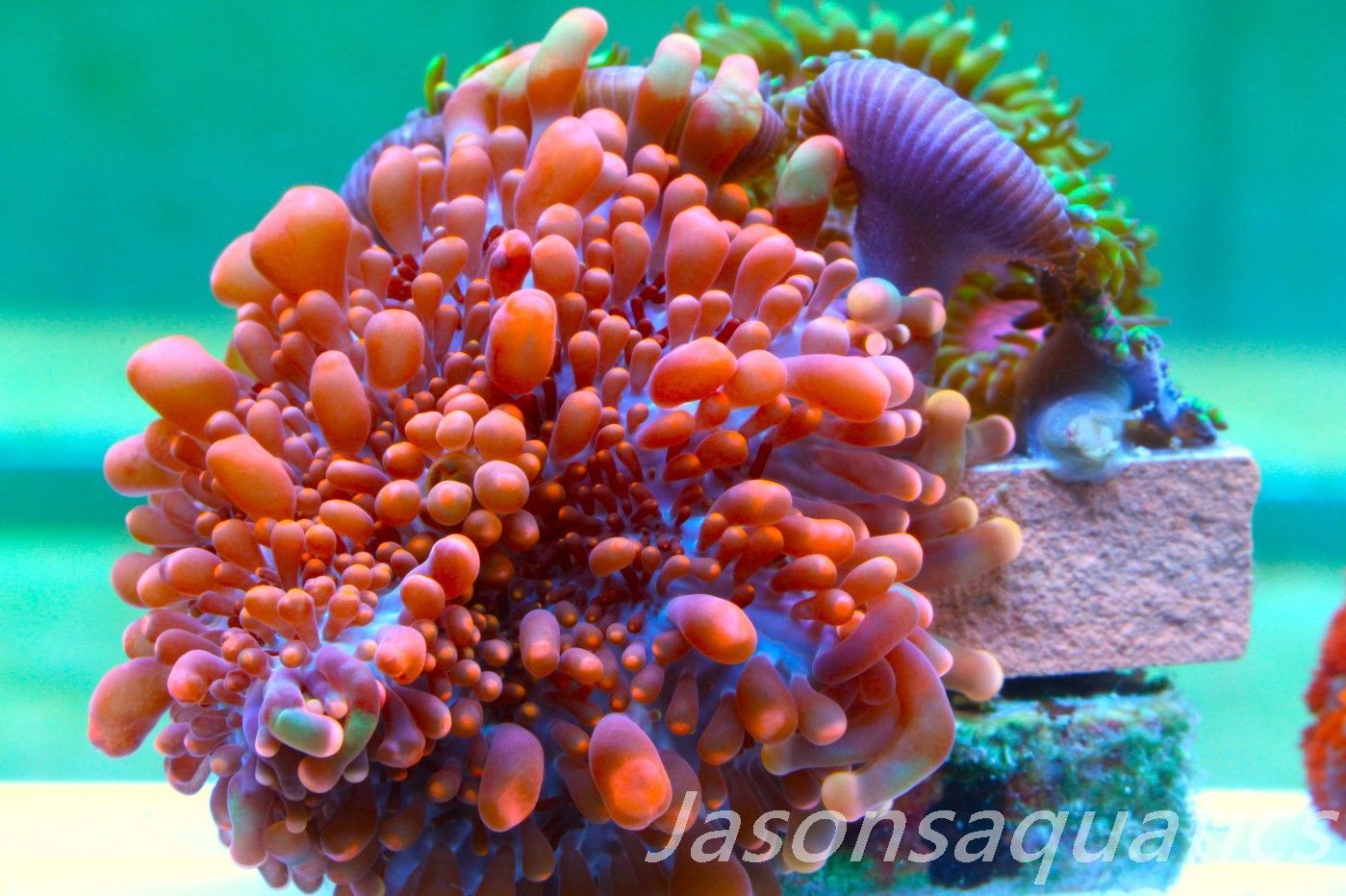 Zoanthid, Mushroom Mix, Fake Lime Chilli and Ricordea Mushroom Frag E Zoanthid, Mushroom Mix, Fake Lime Chilli and Ricordea Mushroom Frag E