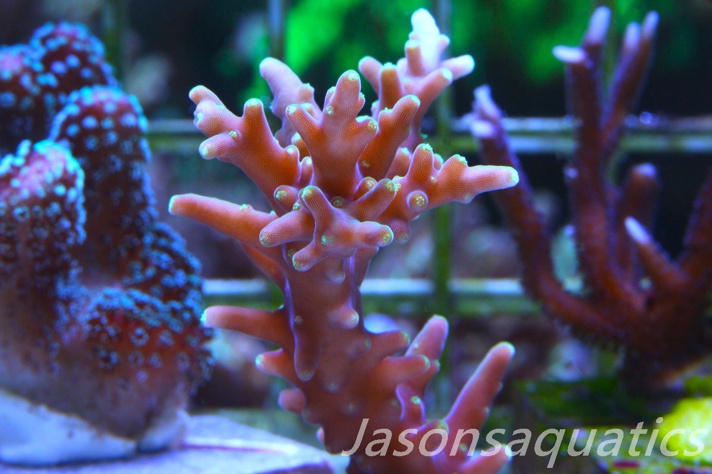 Acropora Carduus, Hurlock Acro Frag C