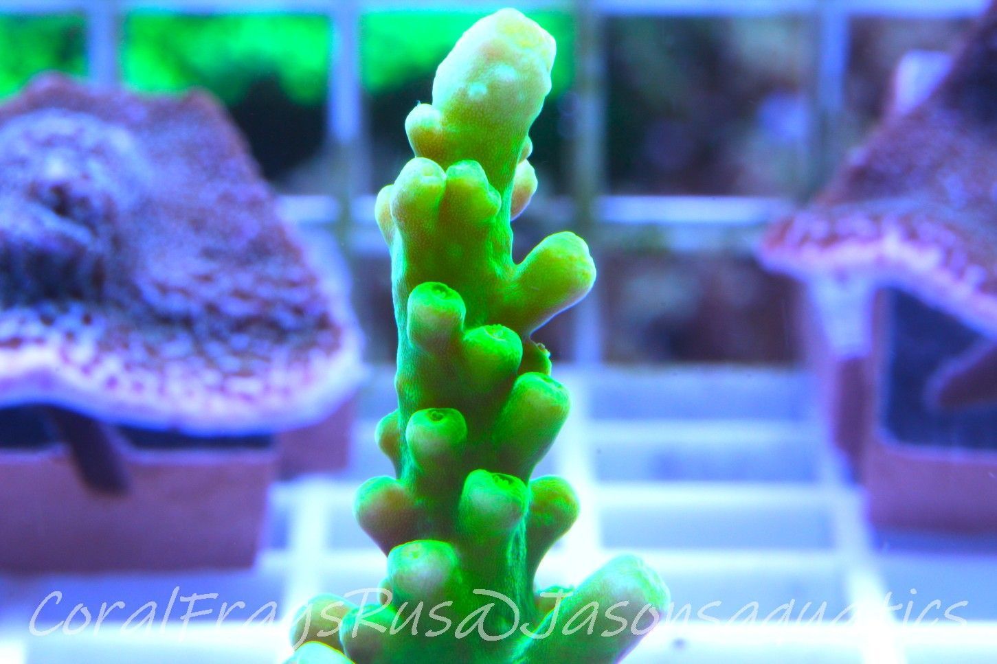 Acropora, Dayglow Green Yellow Tip Frag B