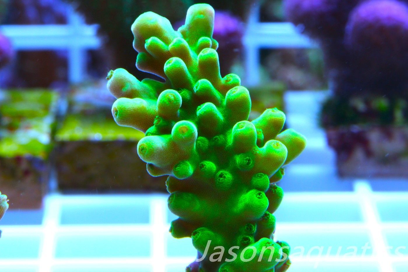Acropora,JA Sunbeam,Acropora Austera,Dayglow Green Yellow Tip  Frag B