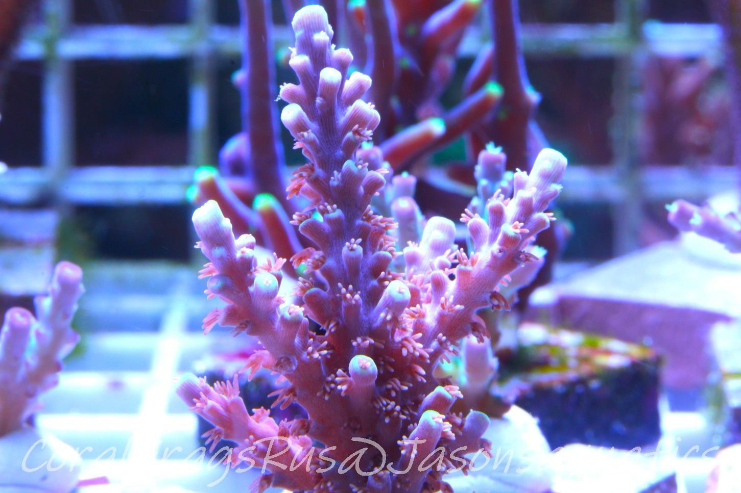 Acropora Horrida, Blue Tips Dayglow Green Rim Frag B