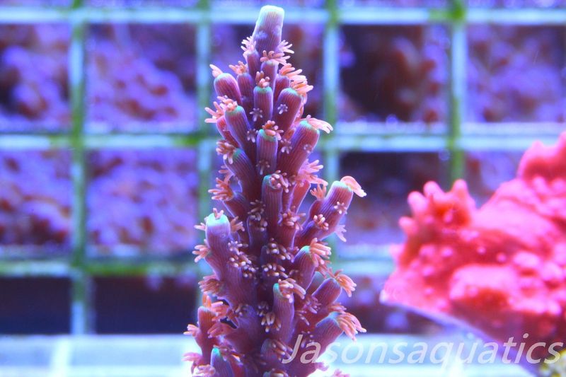 Acropora Horrida, Blue Tips Dayglow Green Rim Frag B