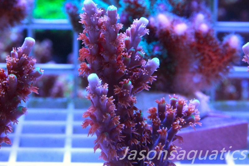 Acropora Horrida, Blue Tips Dayglow Green Rim,Large frag, Frag B