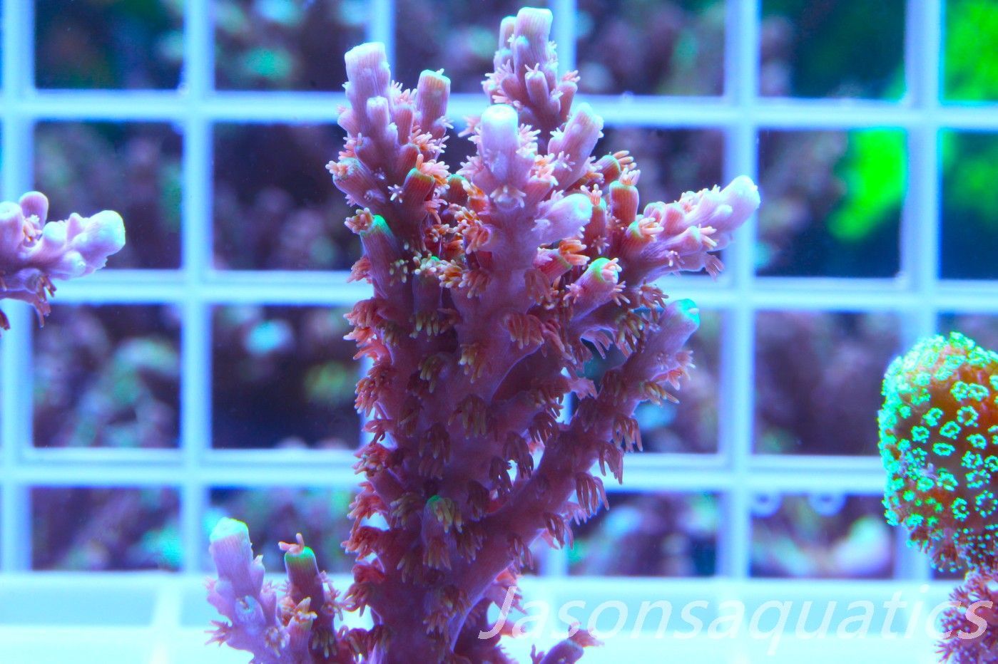 Acropora Horrida, Blue Tips Dayglow Green Rim,Large frag, Frag B Acropora Horrida, Blue Tips Dayglow Green Rim,Large frag, Frag B