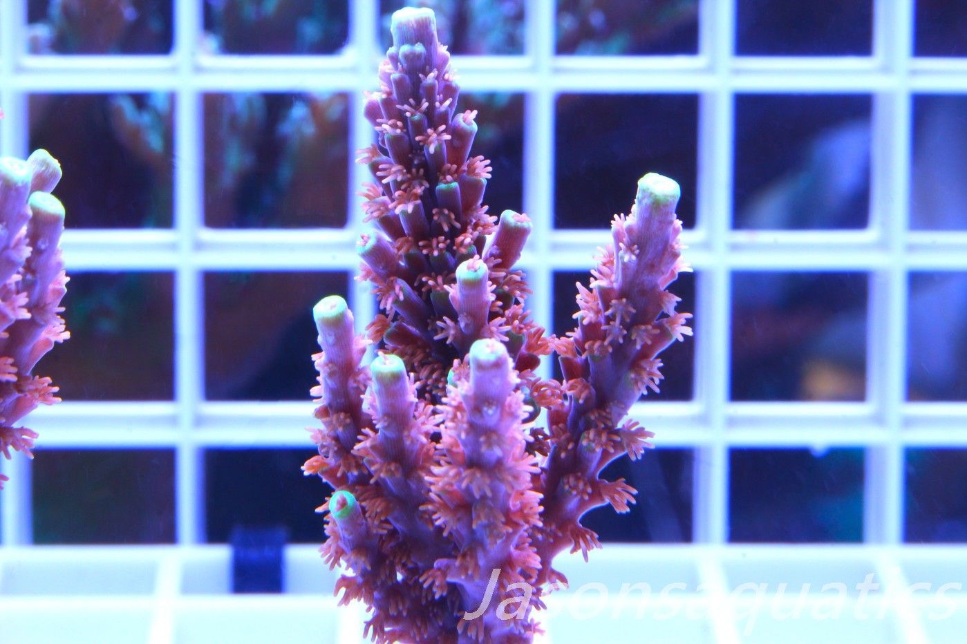 Acropora Horrida, Blue Tips Dayglow Green Rim,Large frag, Frag B