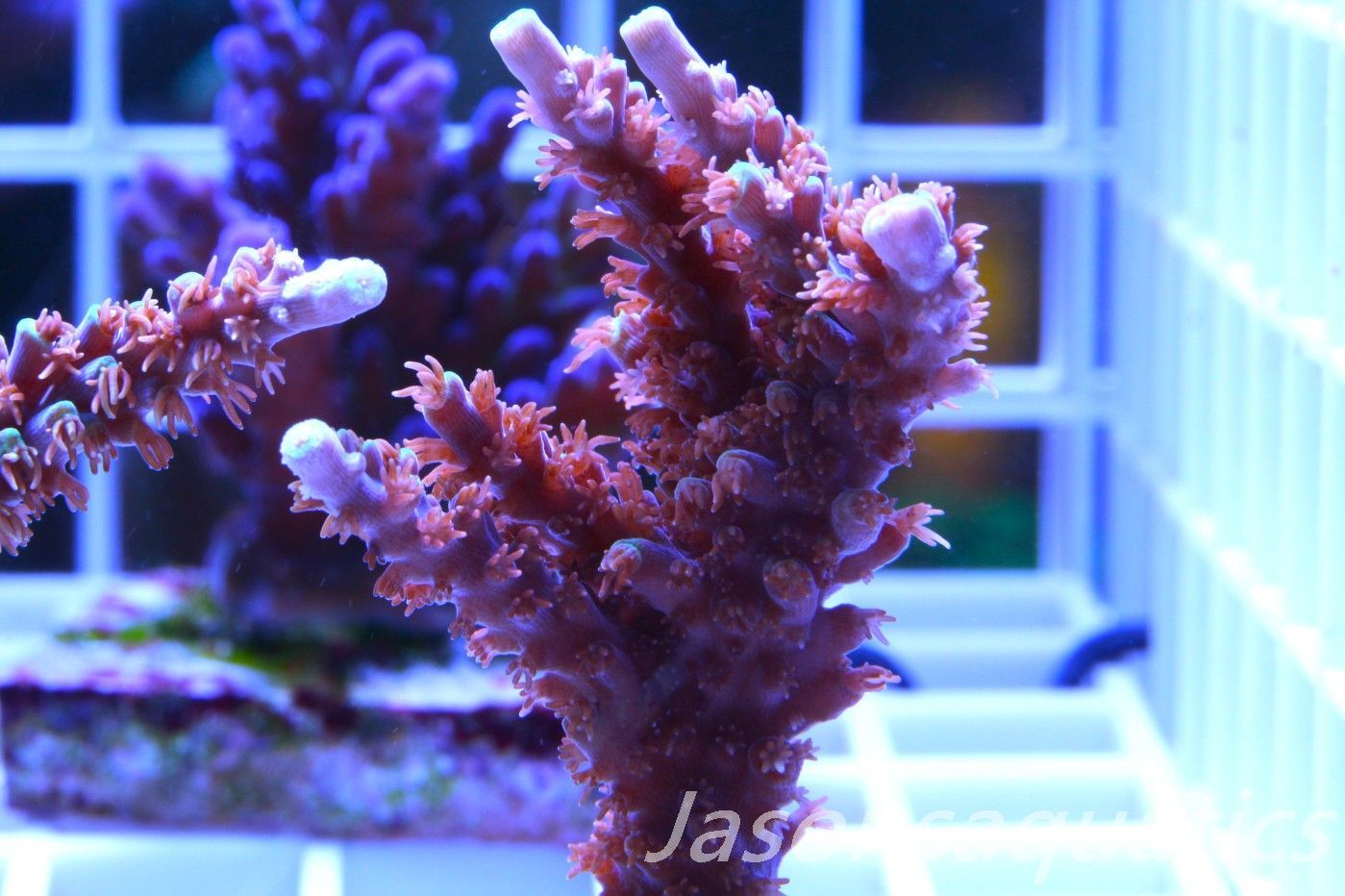 Acropora Horrida, Blue Tips Dayglow Green Rim,Large frag, Frag B