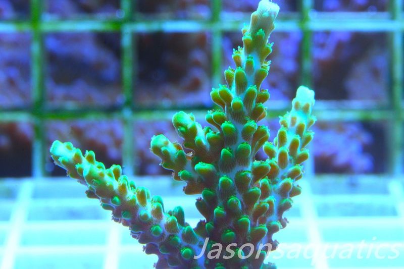 Acropora Lime In the Sky Frag D