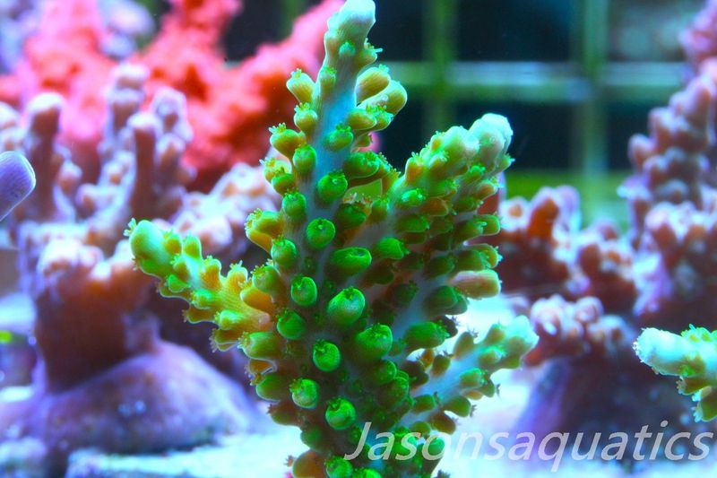 Acropora Lime In the Sky Frag D